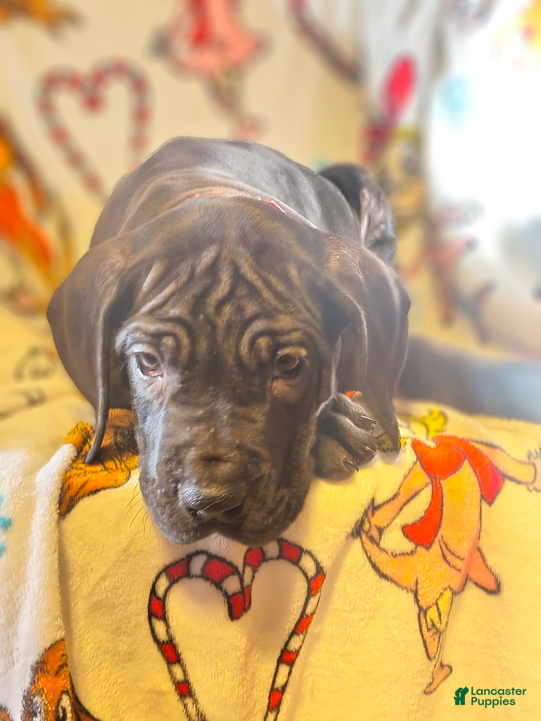 Great Dane dogs for sale: Joy - Ad 5