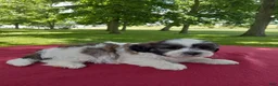 Teddy Bear dogs for sale: Rover - Ad 4