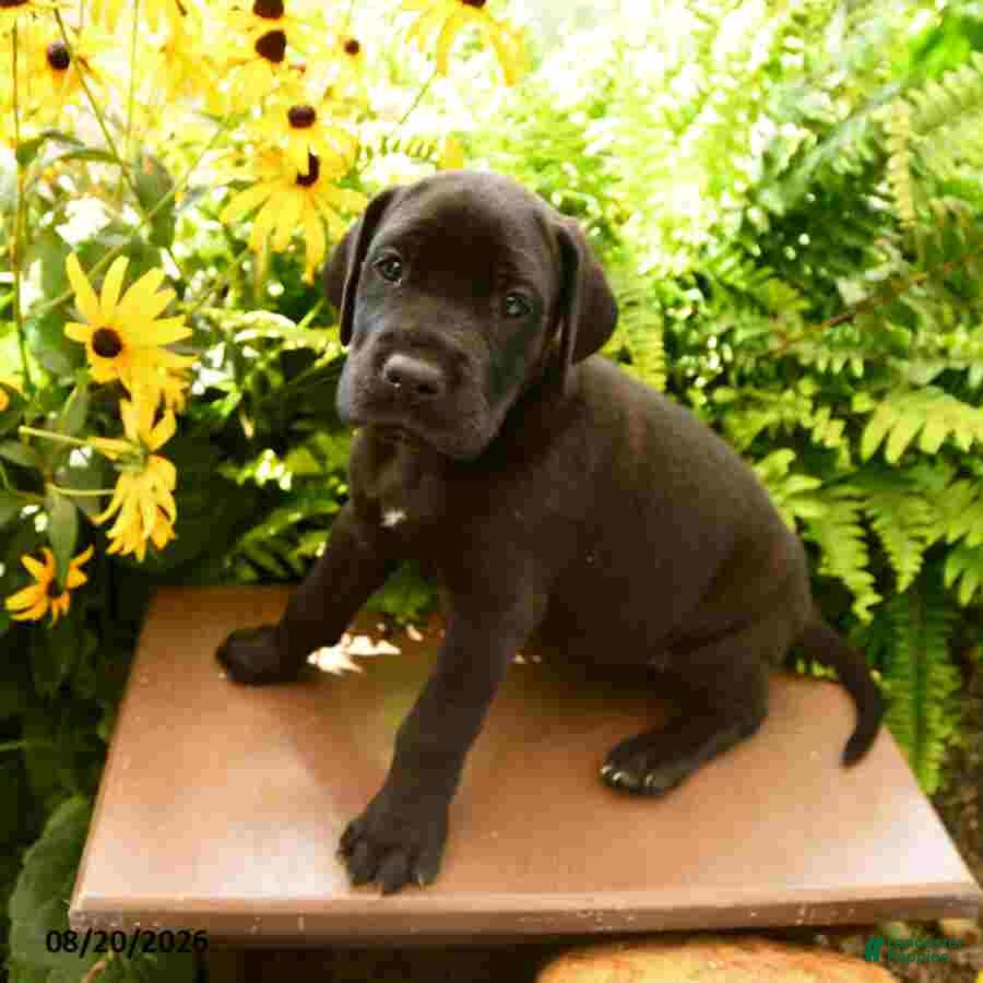 Great Dane dogs Lacie - Ad 1