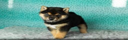 Shiba Inu dogs for sale: Andre - Ad 2