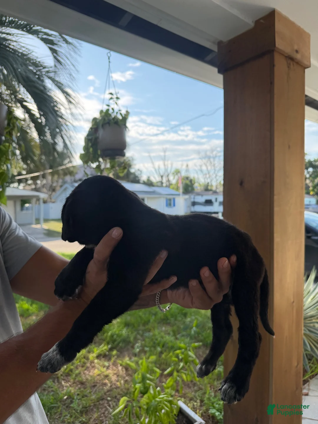 Cane Corso dogs for sale: Cane Corso 2 - Ad 2