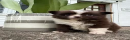 Chihuahua dogs for sale: Choco Male - Ad 4