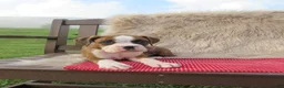 Boxer dogs for sale: Kade - Ad 10