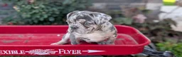 French Bulldog dogs for sale: Falcon - Ad 5