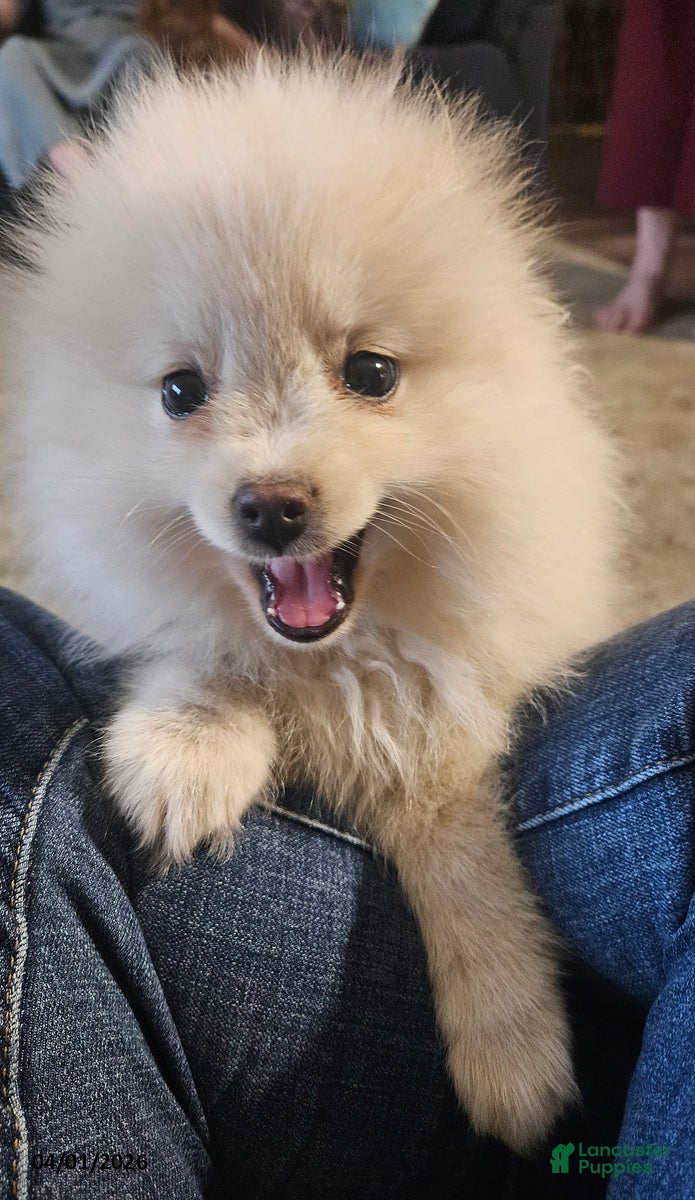 Pomeranian dogs Cameron - Ad 1