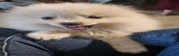 Pomeranian dogs for sale: Cameron - Ad 6