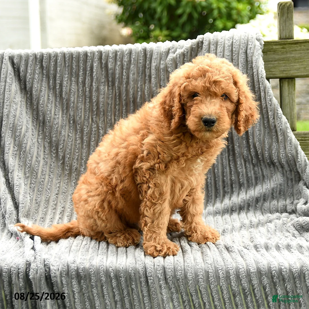 Goldendoodle dogs for sale: Freddie - Ad 5