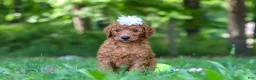 Goldendoodle dogs for sale: Italee - Ad 7