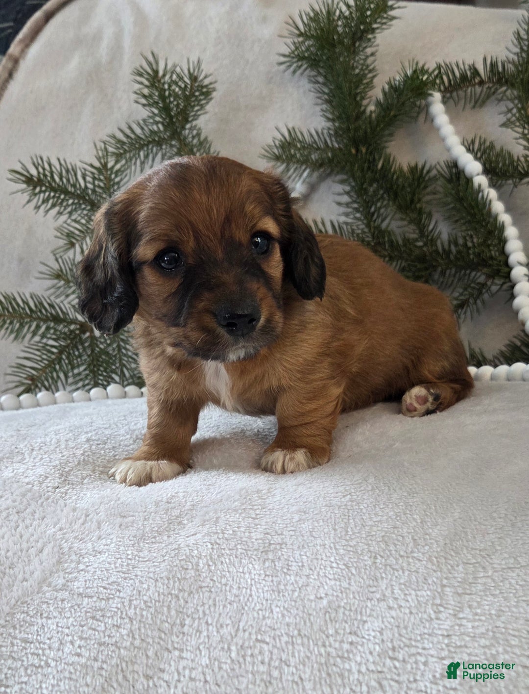 Miniature Dachshund dogs for sale: Mocha - Ad 8