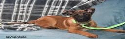 Belgian Malinois dogs for sale: Tanner - Ad 10