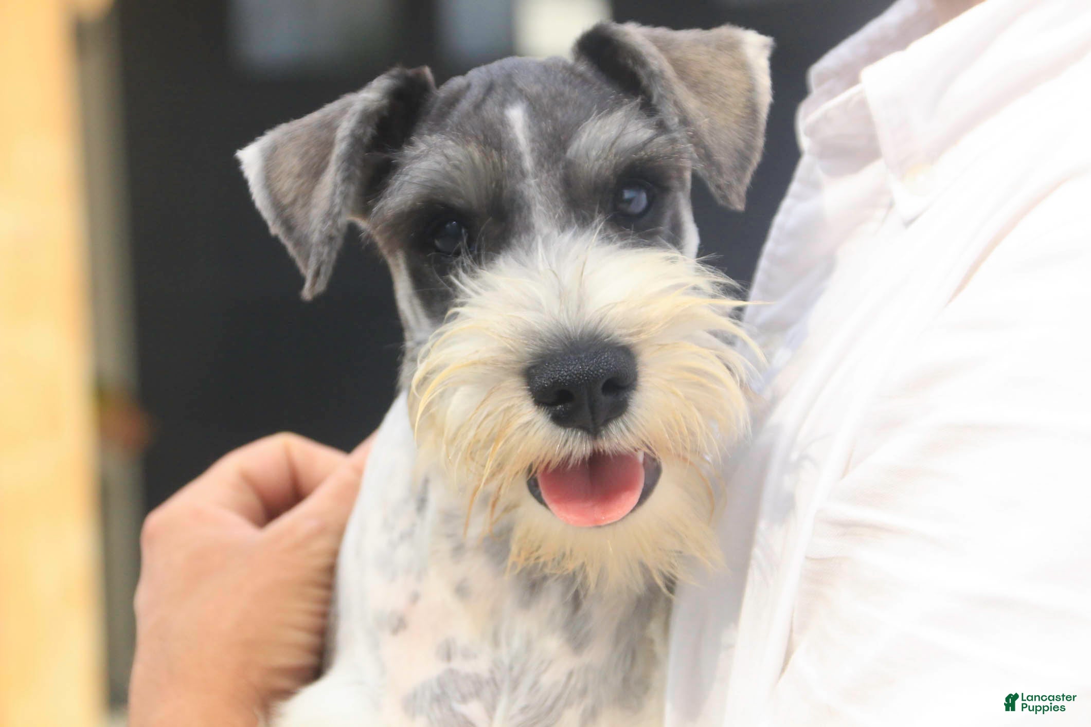 Miniature Schnauzer dogs Quinn Miniature Schnauzer (crate and leash Trained) - Ad 1