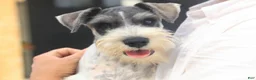 Miniature Schnauzer dogs for sale: Quinn Miniature Schnauzer (crate and leash Trained) - Ad 11