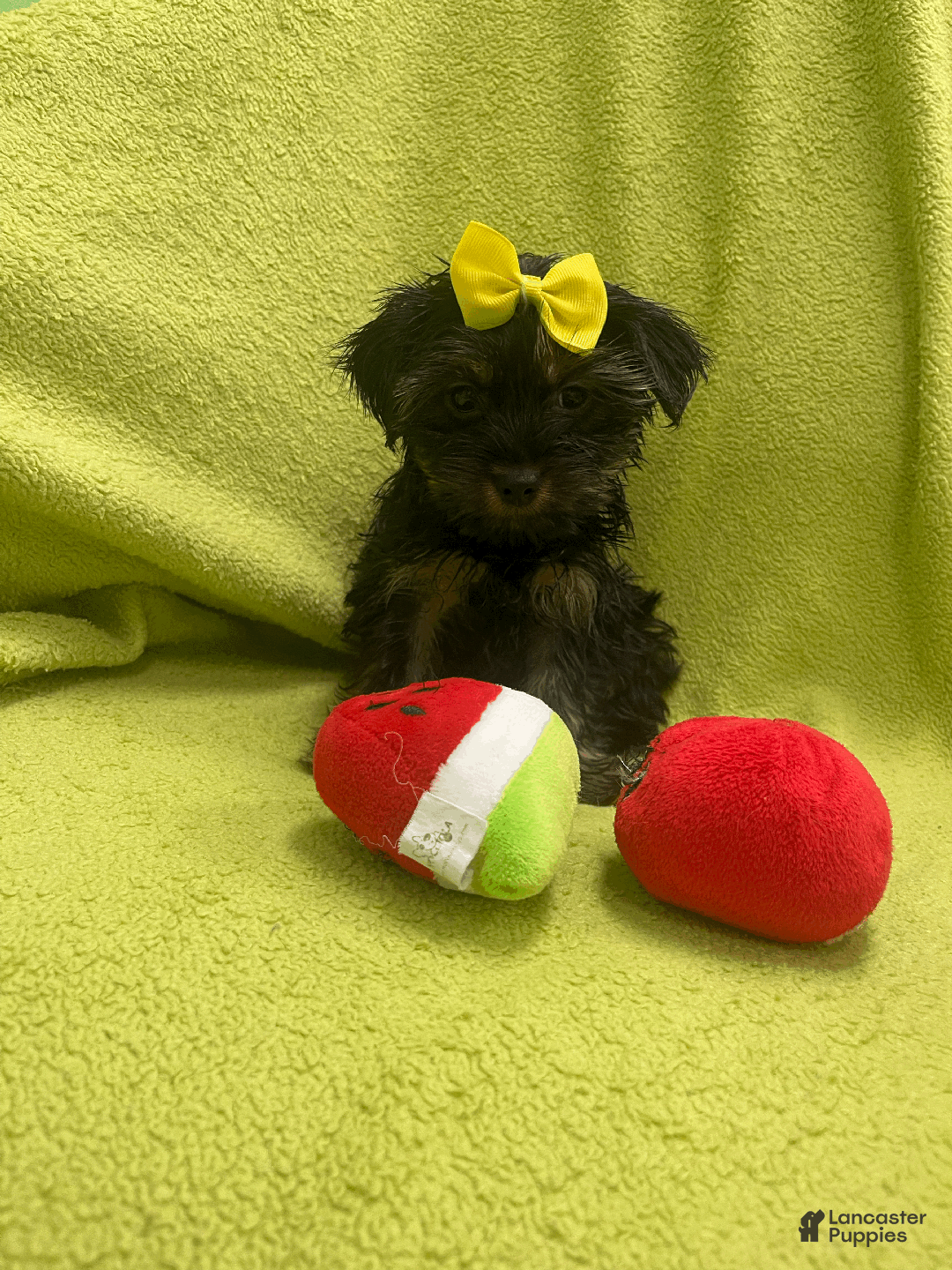 Yorkshire Terrier dogs for sale: Sky - Ad 2