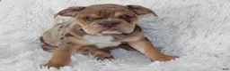 English Bulldog dogs for sale: Kyah - Ad 6