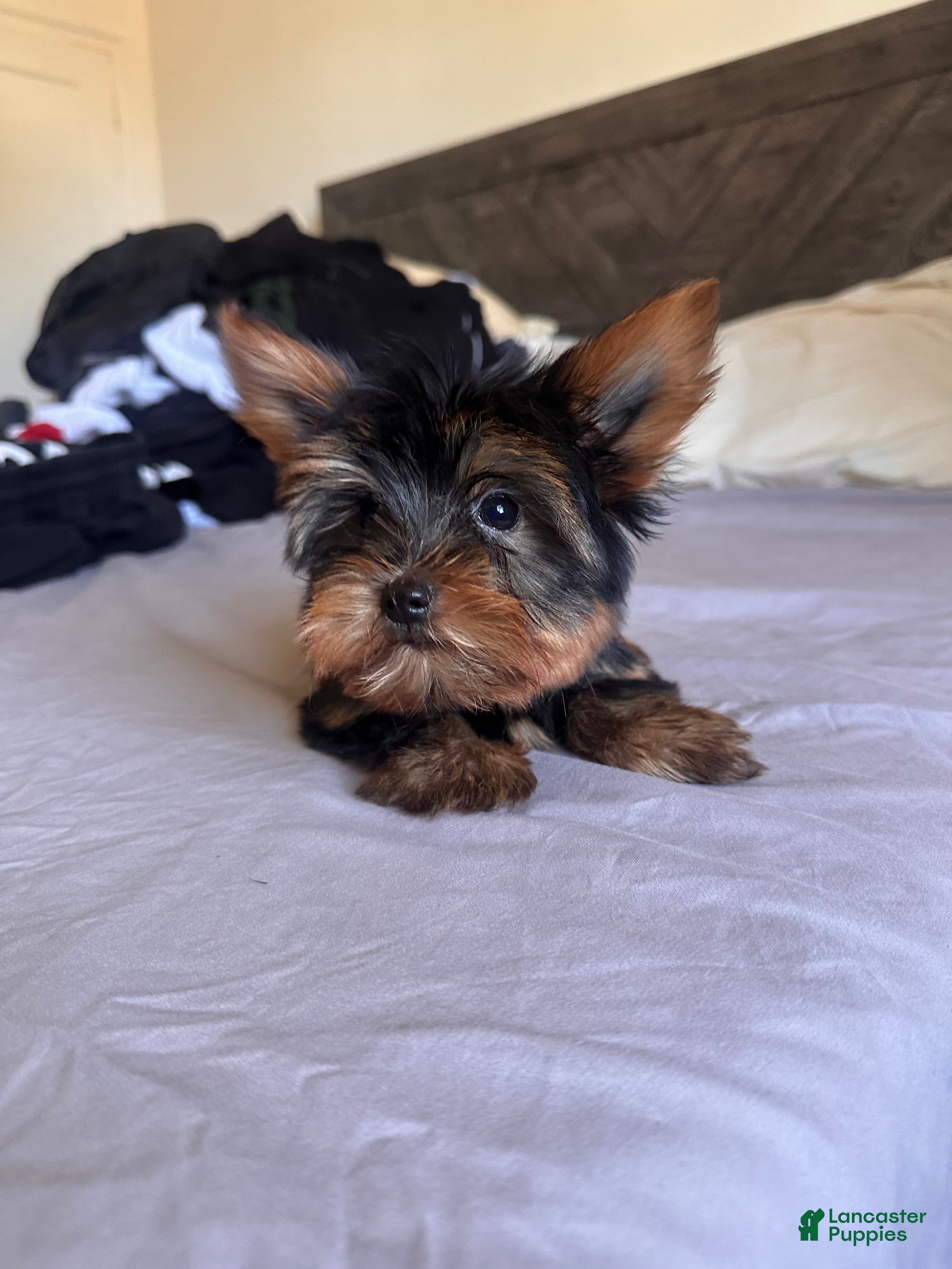 Yorkshire Terrier dogs Ken - Ad 11