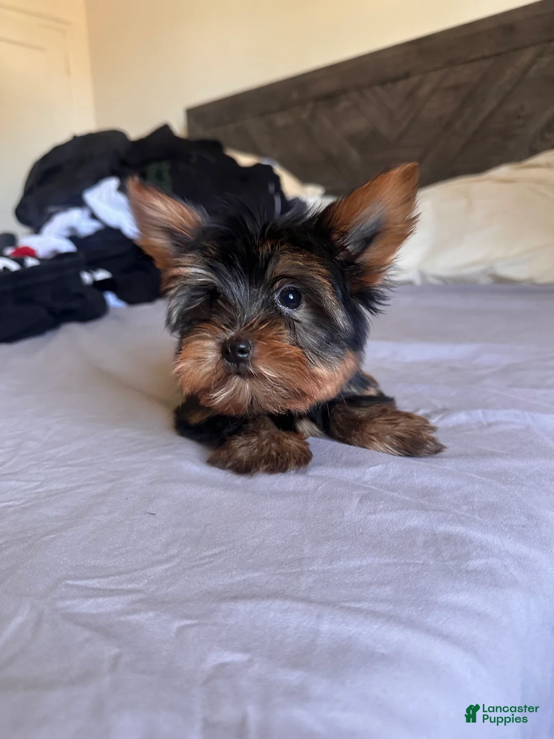 Yorkshire Terrier dogs for sale: Ken - Ad 1
