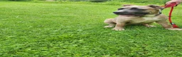 Cane Corso dogs for sale: Bella  - Ad 3