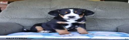 Greater Swiss Mountain Dog dogs for sale: Bear - Ad 3