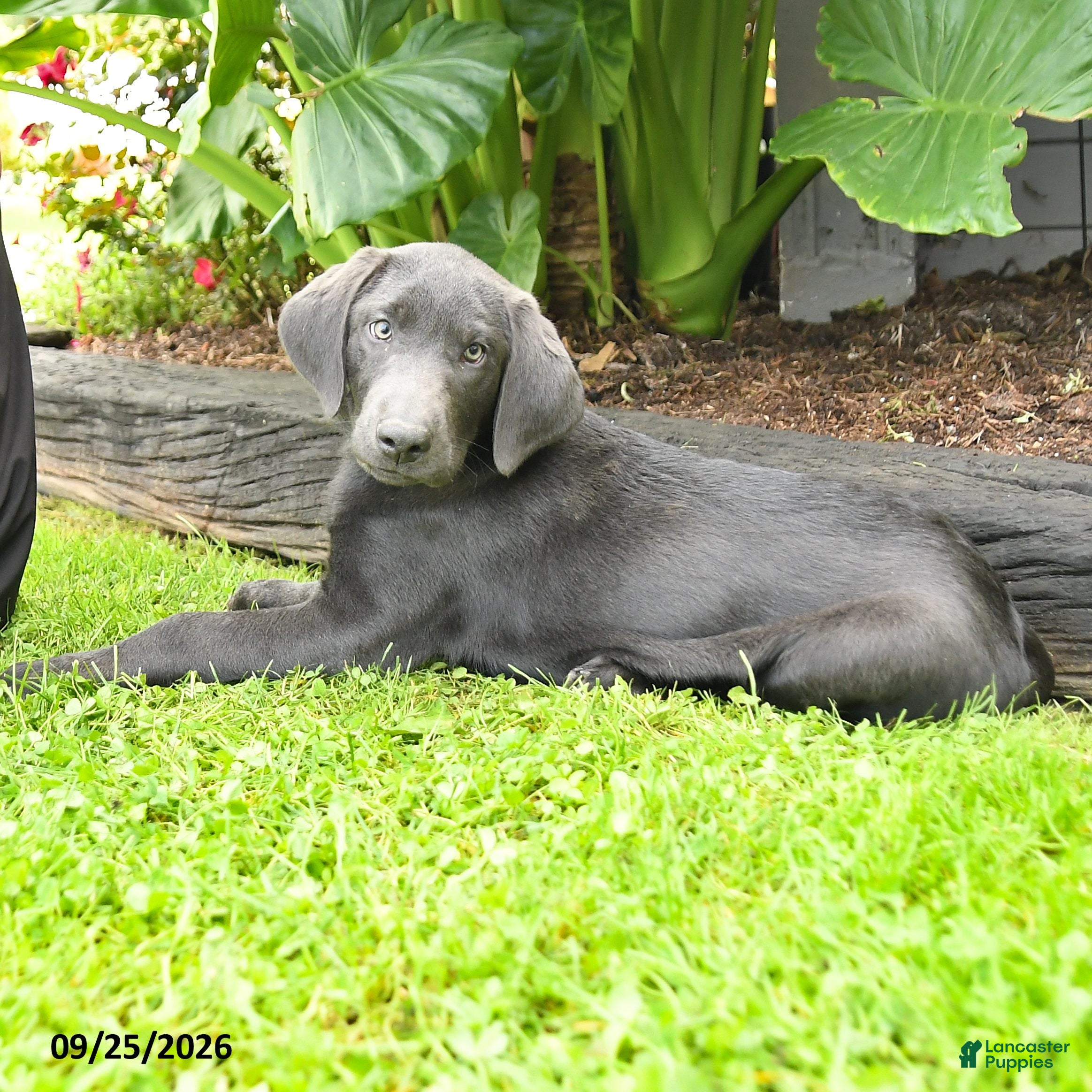 Labrador Retriever dogs Hickory - Ad 2
