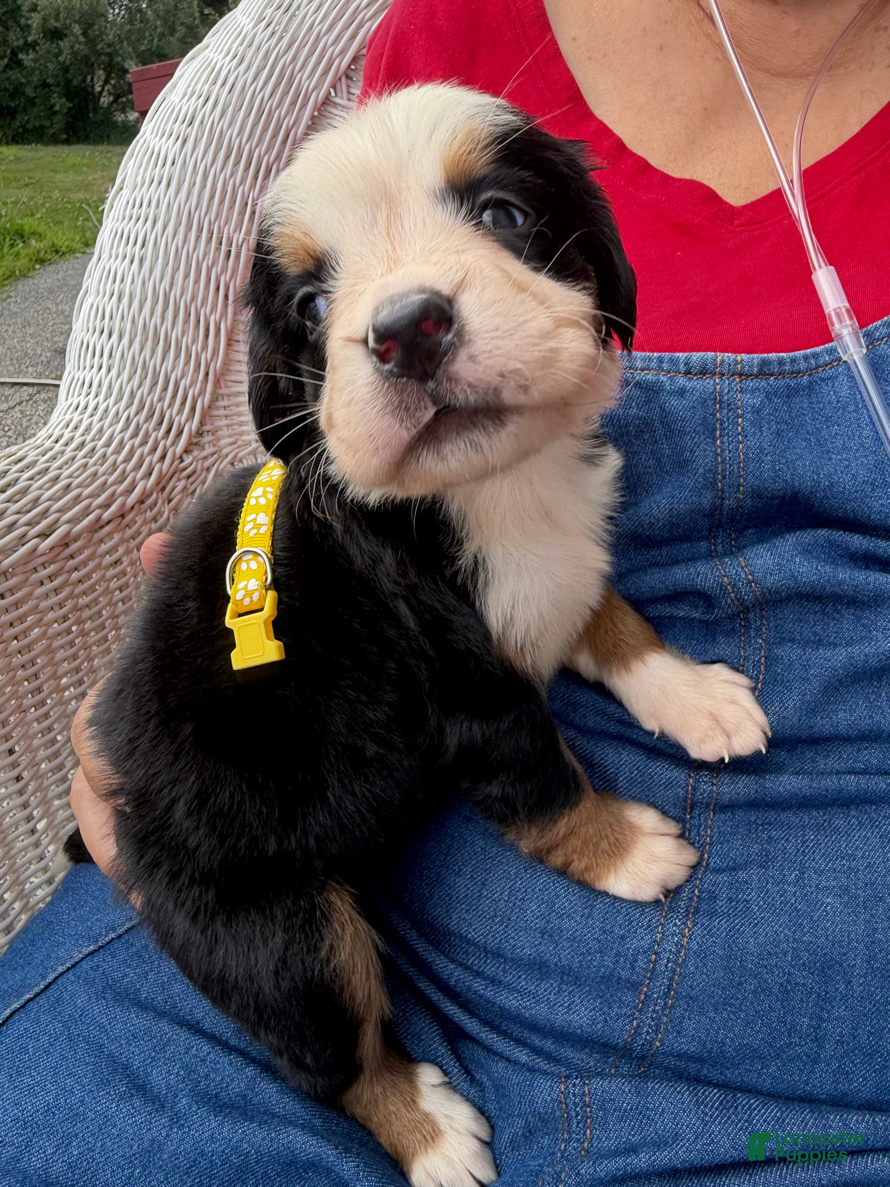 Bernese Mountain Dog dogs Bernese Mountain Dog 4. Yellow collar  - Ad 1