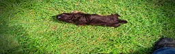 Havapoo dogs for sale: Vixen - Ad 7