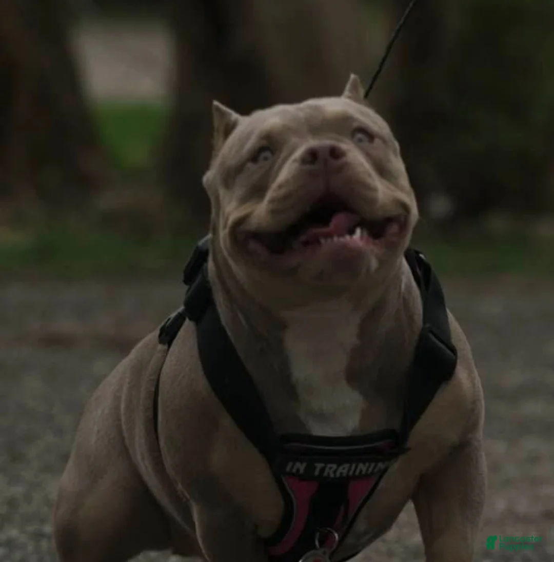 American Bully dogs for sale: American Bully Puppy 2 - Ad 2