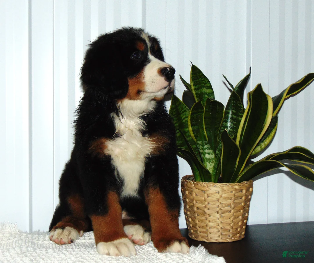 Bernese Mountain Dog dogs for sale: Bella - Ad 1