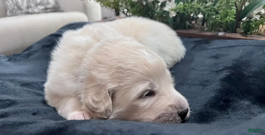 Great Pyrenees dogs for sale: Birch - Ad 1