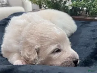 Great Pyrenees dogs for sale: Birch - Ad 3
