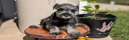 Miniature Schnauzer dogs for sale: Casey - Ad 5