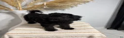 Mini Goldendoodle dogs for sale: Black Girl 2 - Ad 4