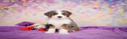Mini Bernedoodle dogs for sale: Sammy - Ad 4