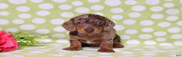 Miniature Dachshund dogs for sale: Wilma  - Ad 6