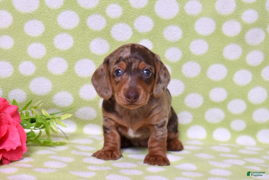Miniature Dachshund dogs for sale: Wilma  - Ad 6