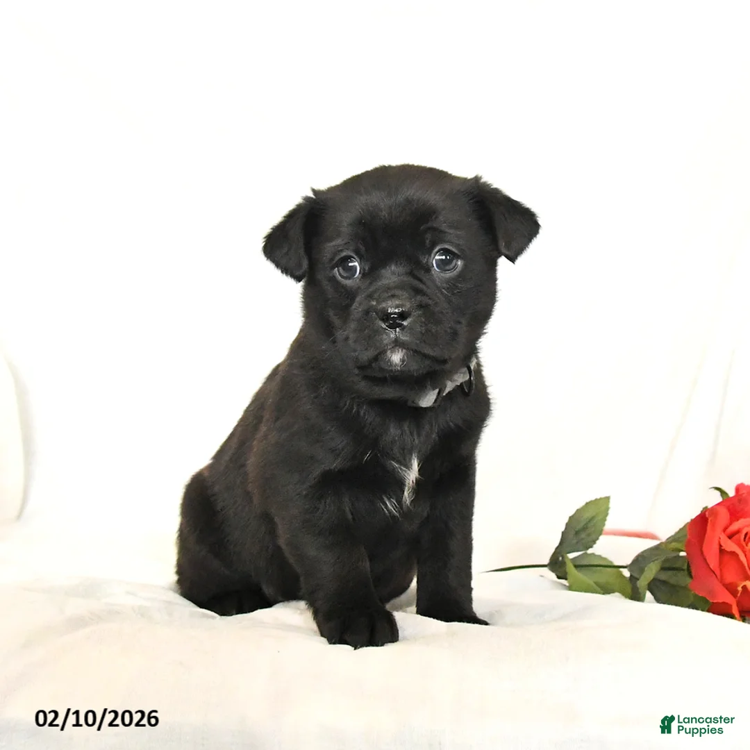 Mixed Breed dogs for sale: Bandit - Ad 1