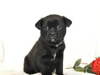 Mixed Breed dogs Bandit - Ad 41