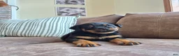 Rottweiler dogs for sale: Nova - Ad 6