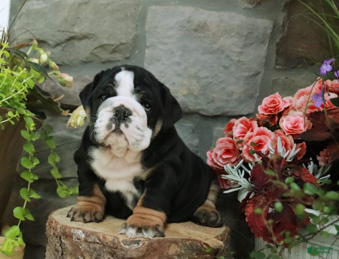 Gallery Image {{count}}