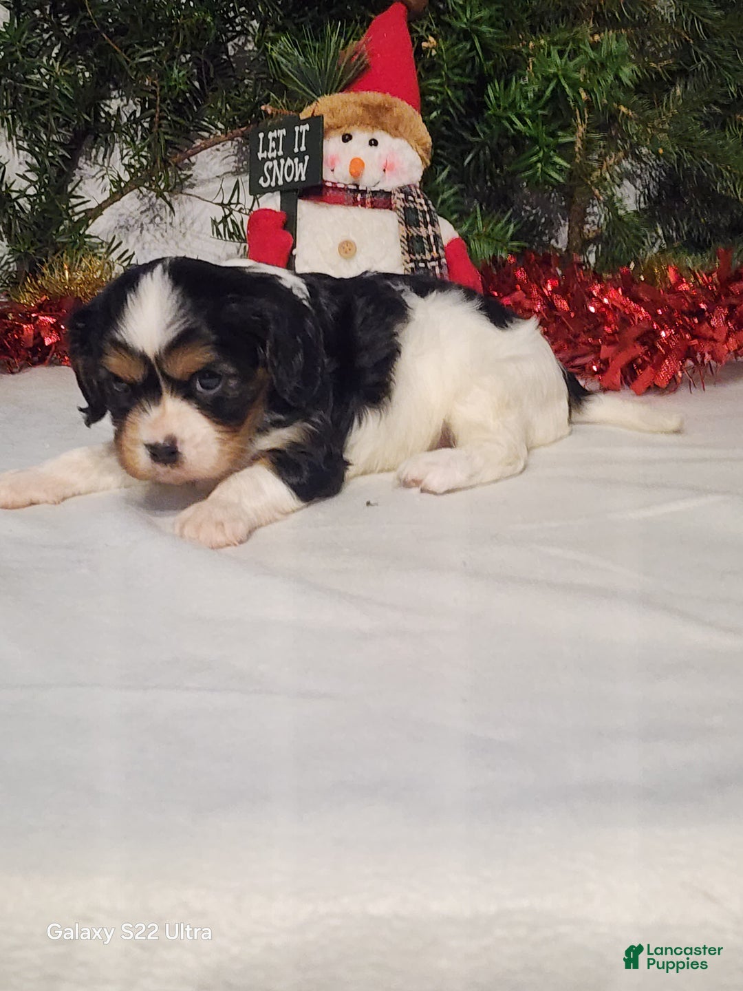 Cavalier King Charles Spaniel dogs for sale: Jerry - Ad 4
