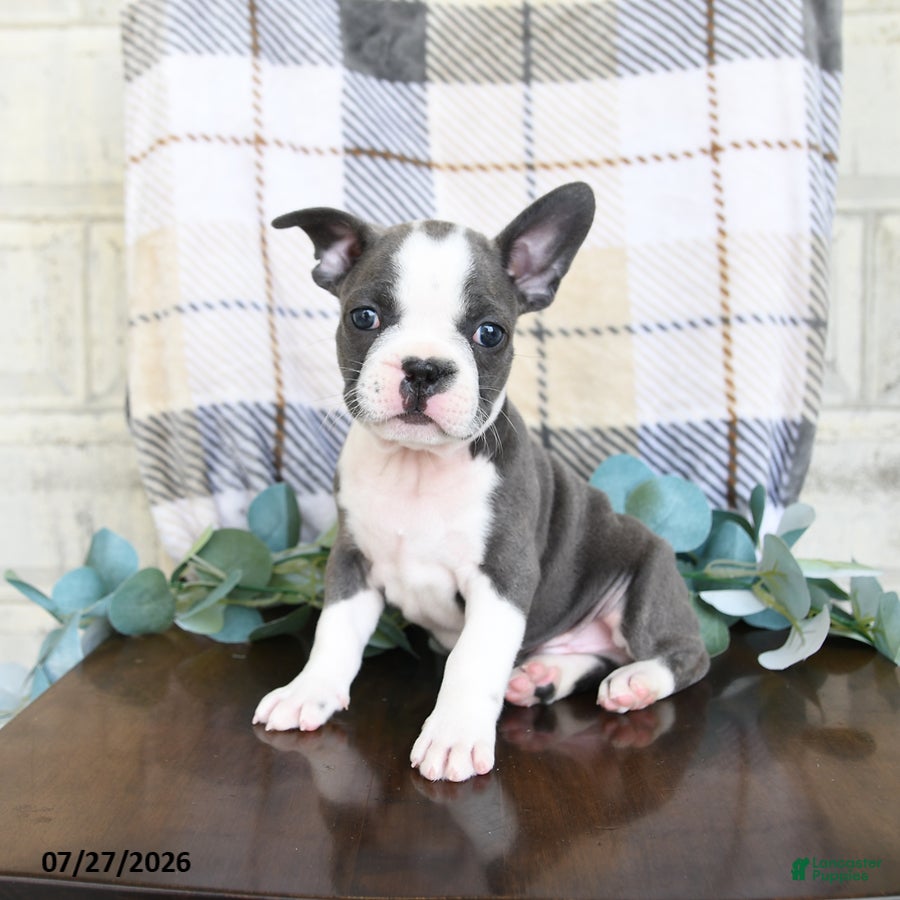 Frenchton dogs Junior - Ad 1