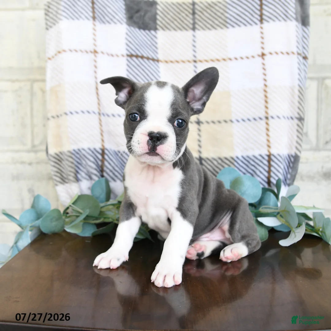 Frenchton dogs for sale: Junior - Ad 1