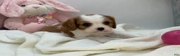 Cavalier King Charles Spaniel dogs for sale: Kate - Ad 4