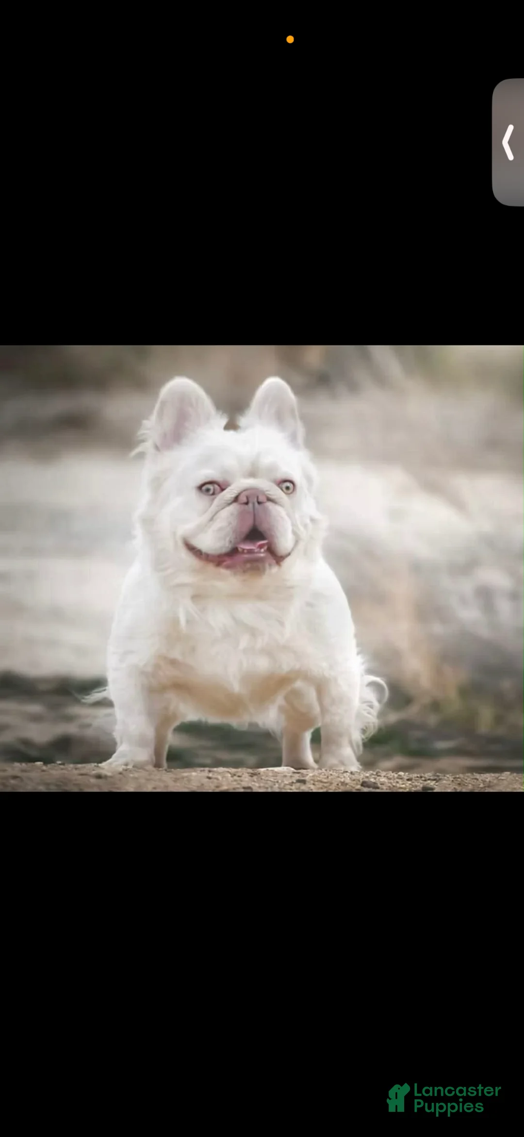 French Bulldog dogs for sale: Bernie MacK - Ad 9