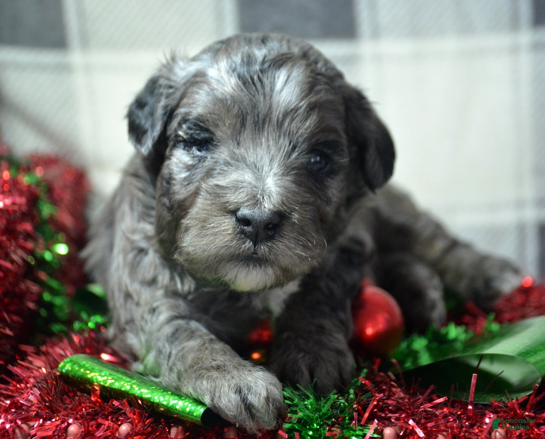 Mini Bernedoodle dogs for sale: Micro Bernedoodle Puppy 2 Baxter - Ad 4