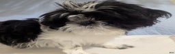 Shih Tzu dogs for sale: Imperial Shih Tzu  Wenda Green Collar  - Ad 6