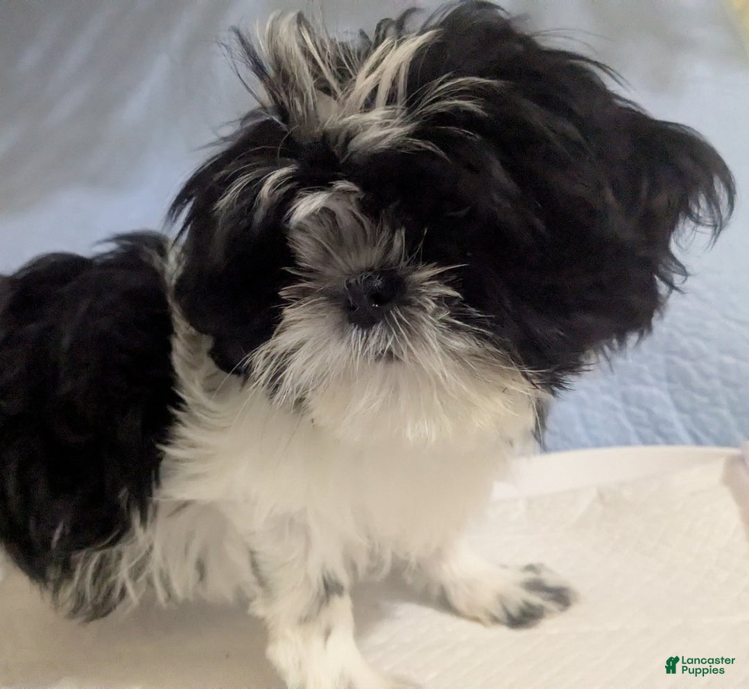 Shih Tzu dogs for sale: Imperial Shih Tzu  Wenda Green Collar  - Ad 6