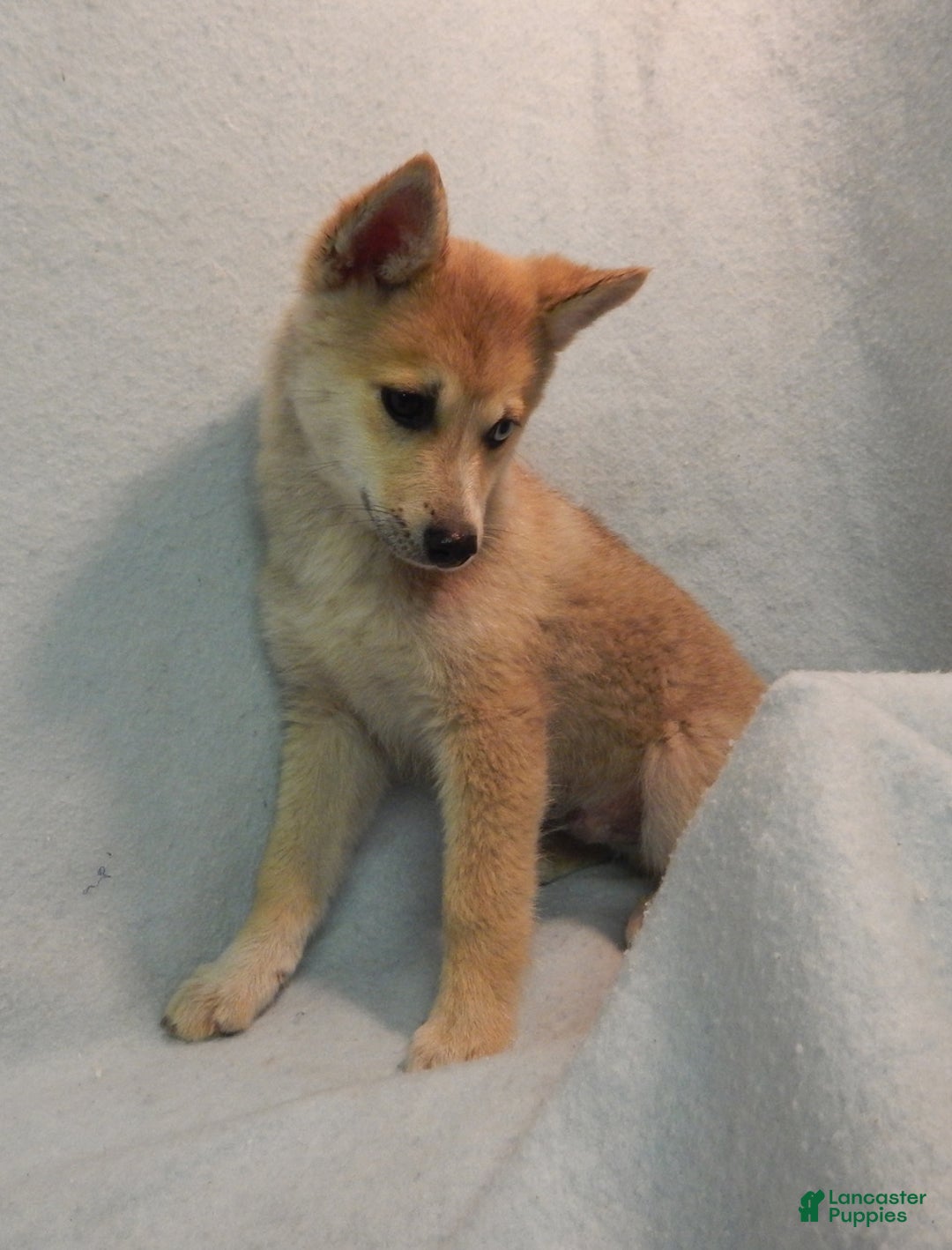 Pomsky dogs for sale: Jack - Ad 3