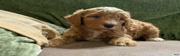 Miniature Poodle dogs for sale: Rocky - Ad 4