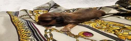 Miniature Dachshund dogs for sale: Knox - Ad 2