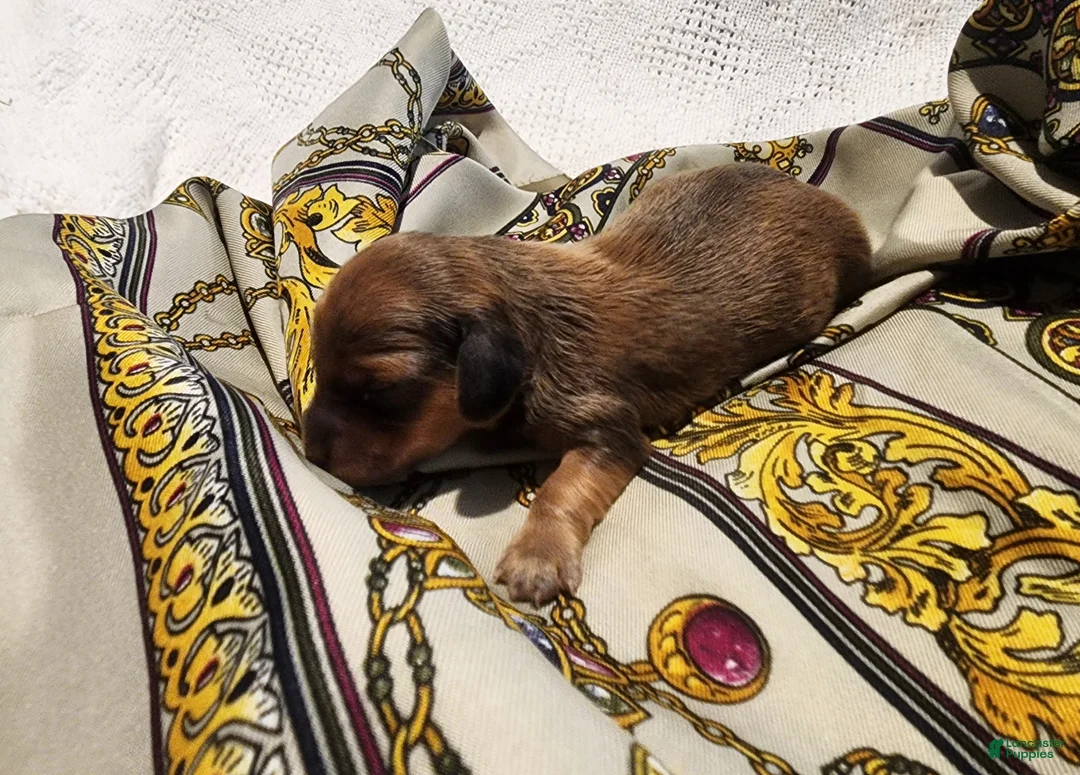 Miniature Dachshund dogs for sale: Knox - Ad 2